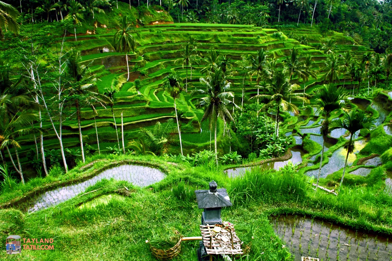 Bali Turu