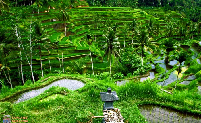 Bali Turu
