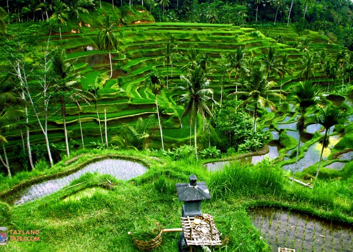 Bali Turu